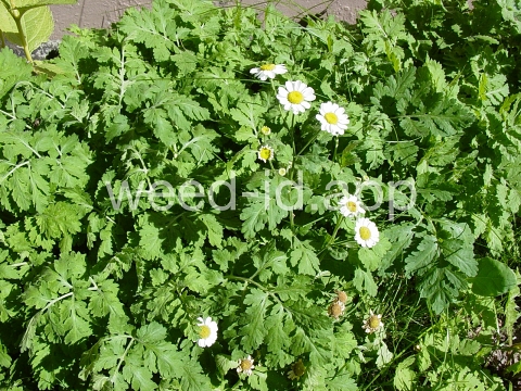 feverfew